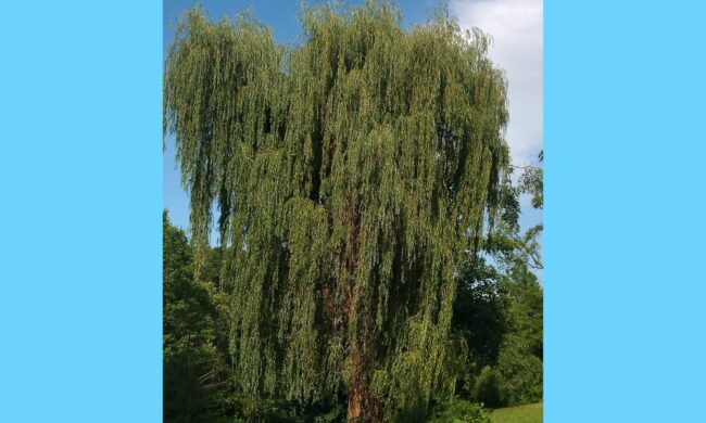 Willow tree in summer