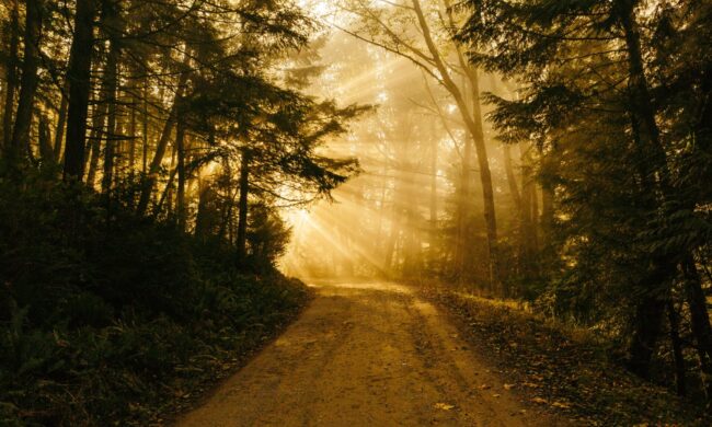 Path through woods with burst of sunlight